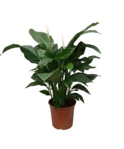 Lepelplant Spathiphyllum Sweet Silvana - Ø24Cm - ↕80Cm