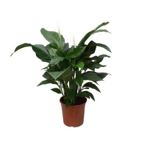Lepelplant (Spathiphyllum 'Sweet Silvana') – giftig – ±24 cm
