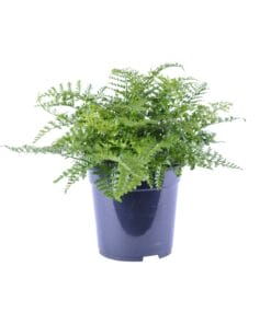 Asplenium Parvati - Ø21Cm - ↕40Cm