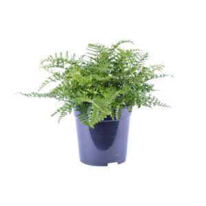 Asplenium Parvati (nestvaren) – compacte met golvend blad – ±21 cm