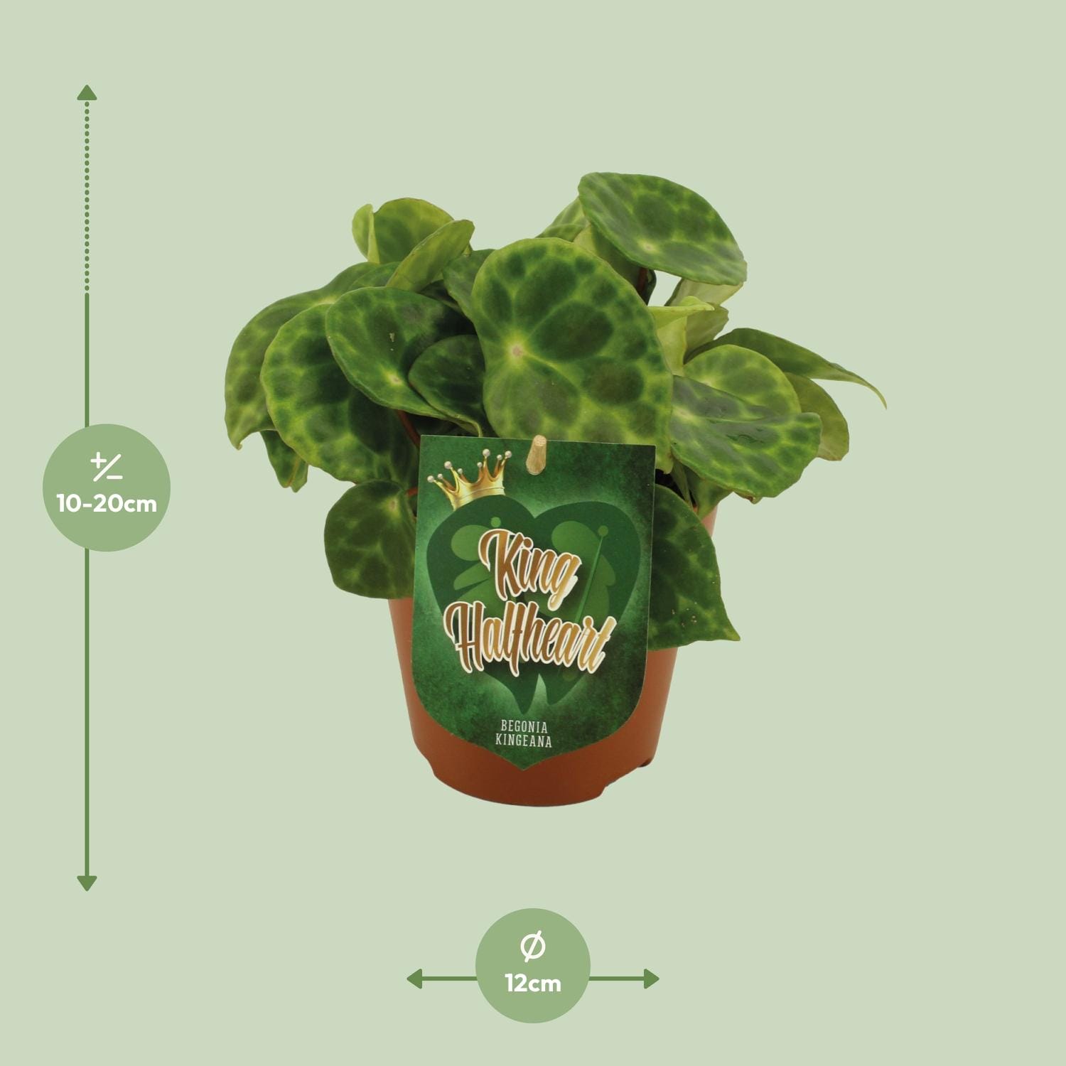 Begonia Kingiana - Ø12 ↕20 - Afbeelding 2