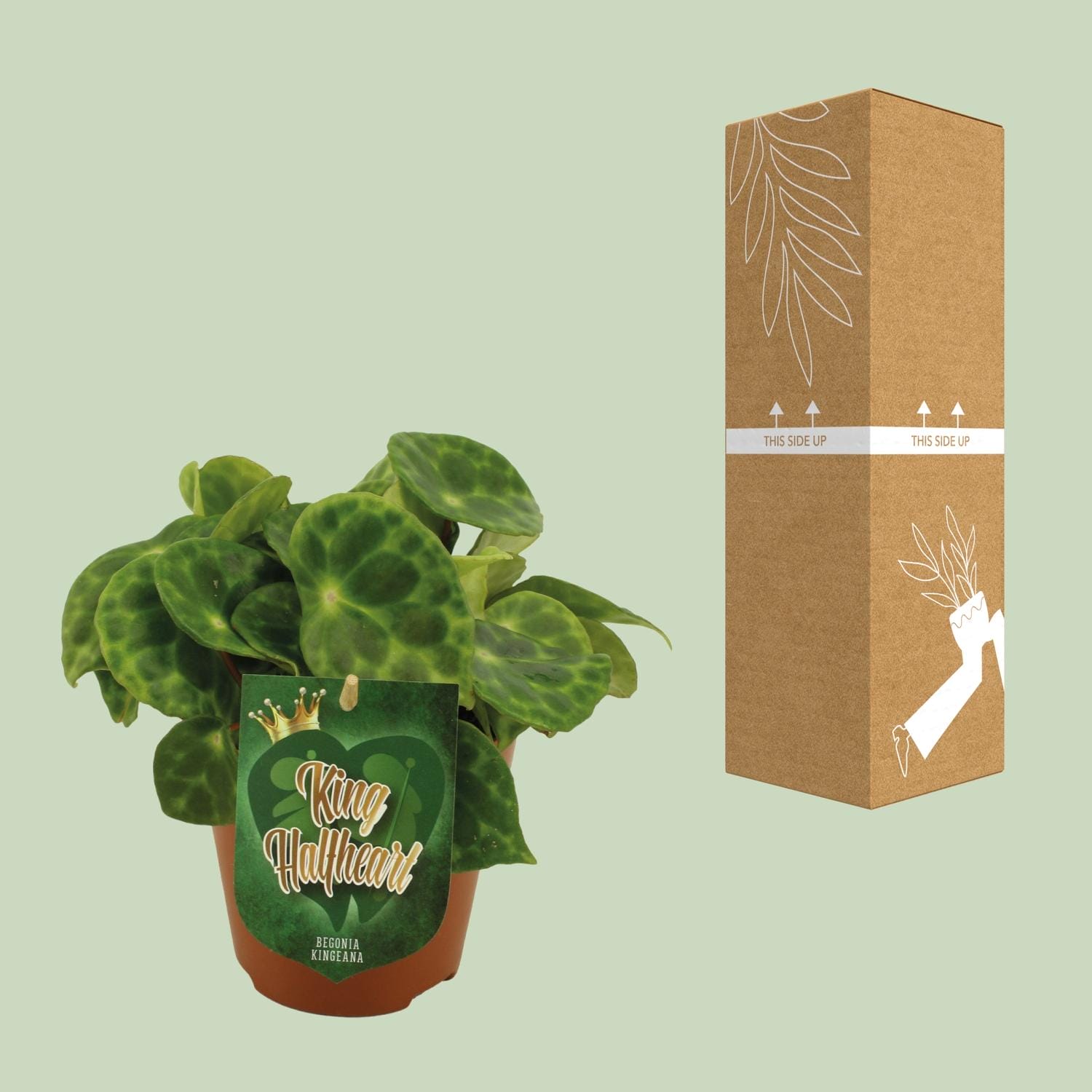 Begonia Kingiana - Ø12 ↕20 - Afbeelding 3