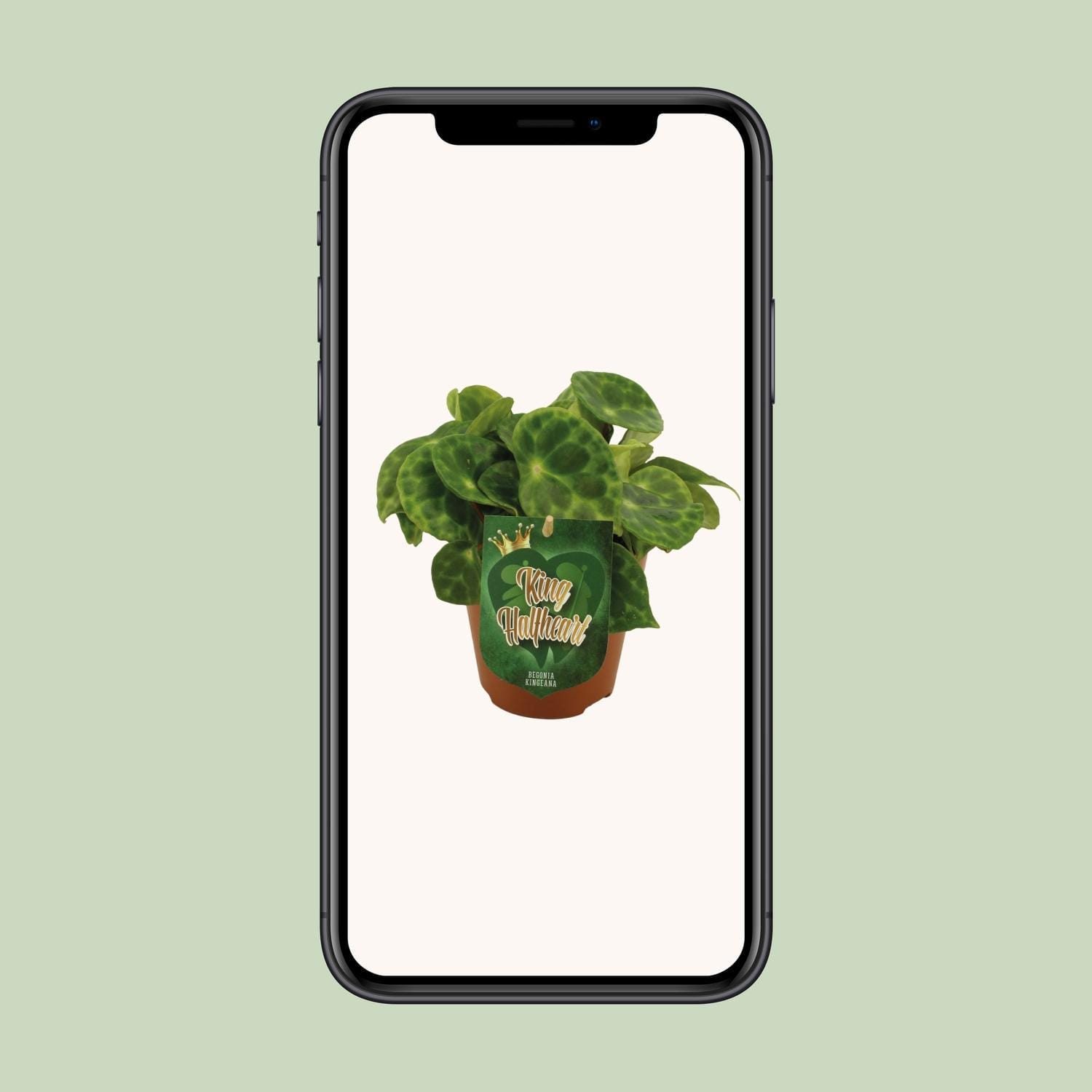 Begonia Kingiana - Ø12 ↕20 - Afbeelding 4