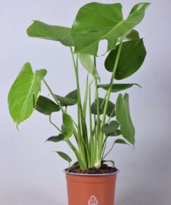 Monstera Deliciosa - Ø17Cm - ↕60Cm