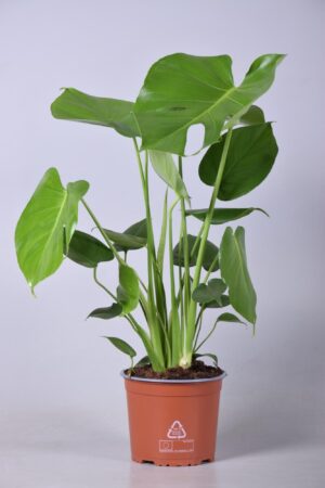 Monstera gatenplant – kamerplant met kenmerkende ingesneden bladeren – ±17 cm