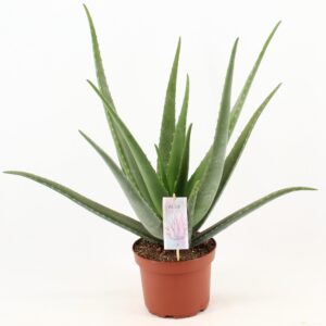 Aloe Vera – vetplant met verzachtend sap – ±19 cm
