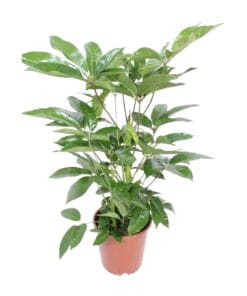 Schefflera Actinophylla Amate - Ø24Cm - ↕100Cm