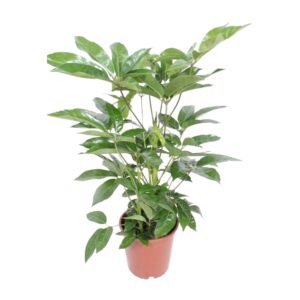 Schefflera Parasolboom – tropische kamerplant – ±24 cm