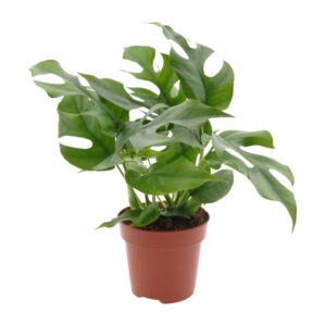Monstera Minima (Rhaphidophora tetrasperma) – miniatuur-gatenplant – ±12 cm