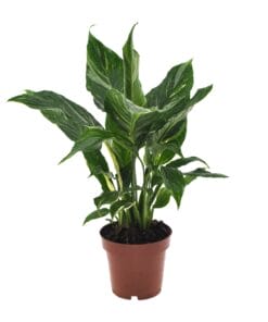 Lepelplant Spathiphyllum Diamond - Ø12Cm - ↕40Cm