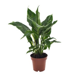Lepelplant (Spathiphyllum 'Diamond') – schaduwtolerante kamerplant – ±12 cm