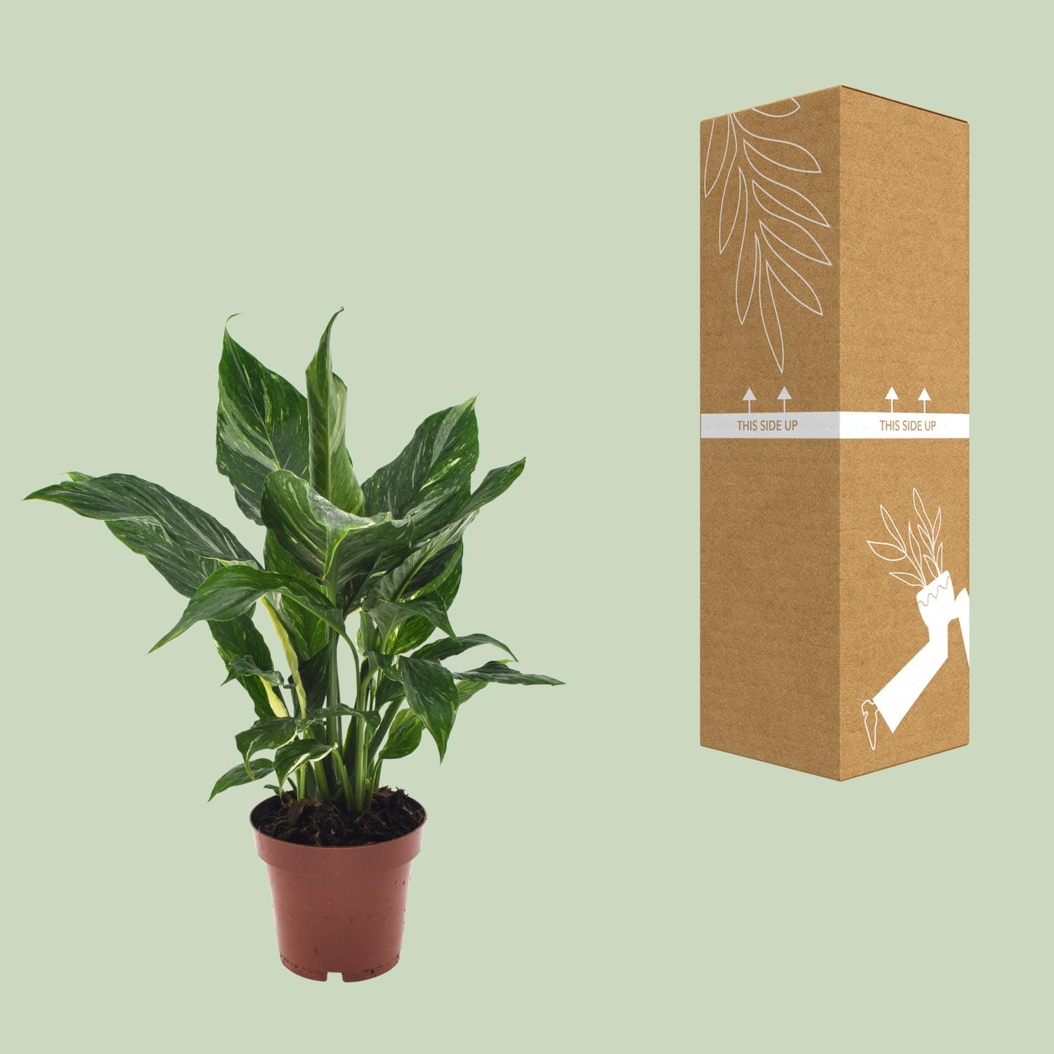 Lepelplant Spathiphyllum Diamond - Ø12Cm - ↕40Cm - Afbeelding 3