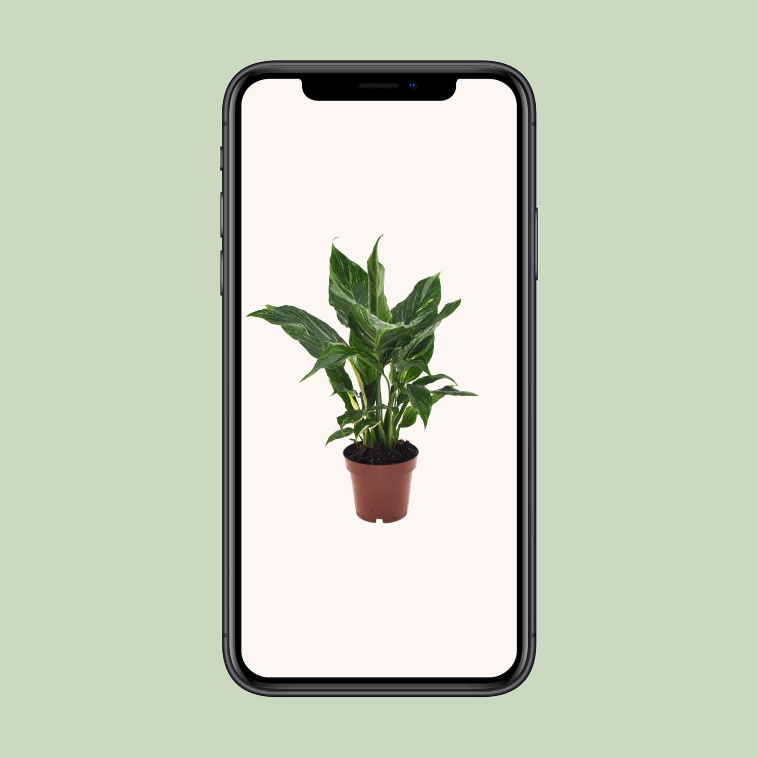 Lepelplant Spathiphyllum Diamond - Ø12Cm - ↕40Cm - Afbeelding 4