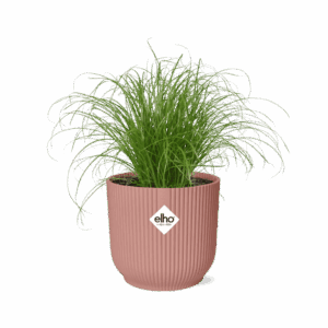 Parapluplant (Cyperus alternifolius) – waterliefhebber – ±14 cm