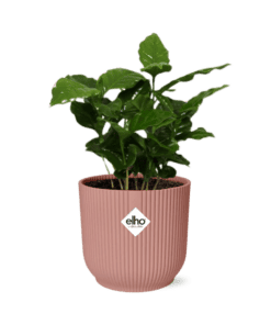 Coffea Arabica In Elho Vibes Fold 14Cm Roze