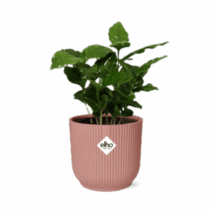 Koffieplant (Coffea arabica) – kamerplant met echte koffiebonen – ±14 cm