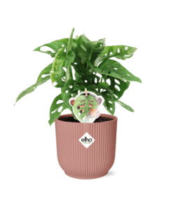 Monstera ‘Monkey Leaf’ In Elho Vibes Fold 14Cm Roze