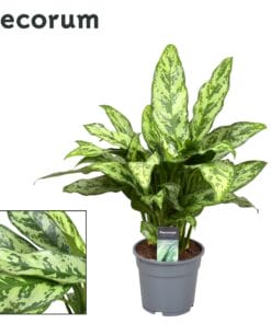 Aglaonema Romeo - Ø17Cm - ↕60Cm