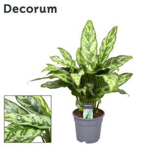 Aglaonema Romeo – opvallend rood-purper blad – ±17 cm