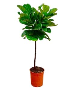 Ficus Lyrata Stam - 130 Cm - Ø24