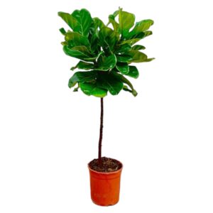 Ficus Lyrata op stam – grote bladeren op markante – pot 24 cm, ±130 cm