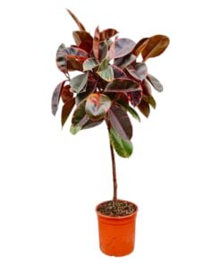 Ficus Elastica Belize Op Stam - 130 Cm - Ø24