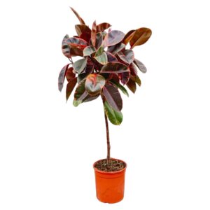 Ficus Elastica Belize op stam – bontbladig rubberplant op – pot 24 cm, ±130 cm