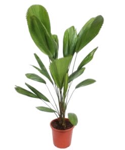 Waaierpalm Licuala Grandis - 130 Cm - Ø27