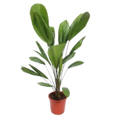 Waaierpalm (Licuala grandis) – tropische palm – pot 27 cm, ±130 cm