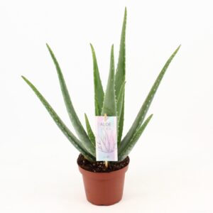 Aloe Vera – vetplant met geneeskrachtige gel – ±14 cm