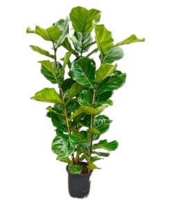 Ficus Lyrata Struik - 160 Cm - Ø30