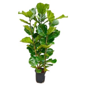 Ficus Lyrata Struik – grote kamerplant met opvallende vioolbladeren – pot 30 cm, ±160 cm