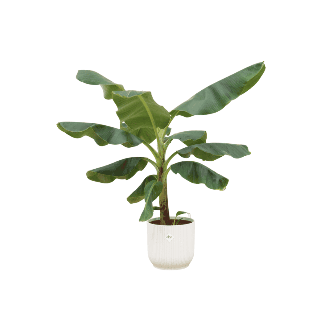 Bananenplant (Musa) Inclusief Elho Vibes Fold Round Wit Ø22 - 100 Cm