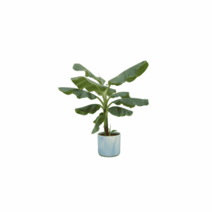 Bananenplant (Musa) – tropische kamerplant met grote bladeren – pot 22 cm, ±100 cm