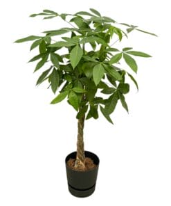 Pachira inclusief Elho Greenville Round Zwart - 160Cm - Ø30