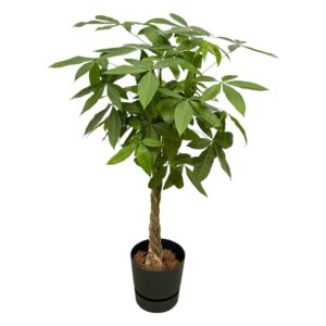 Pachira met elho Greenville Round pot zwart – gevlochten stam – pot 30 cm, ±160 cm
