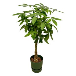 Pachira met elho Greenville Round pot – gevlochten stam – pot 30 cm, ±160 cm