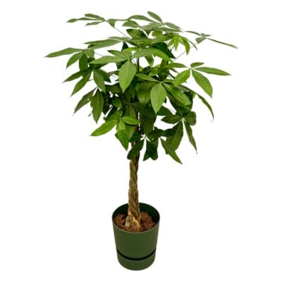 Pachira met elho Greenville Round pot – gevlochten stam – pot 30 cm, ±160 cm
