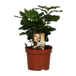 Coffea Arabica Ø12Cm - ↕25Cm