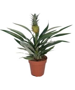 Bromelia Ananas ↑ 30 cm ⌀ 12 cm