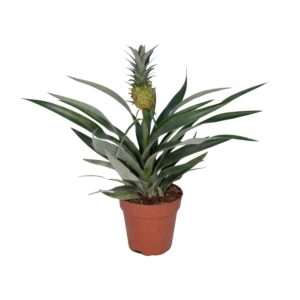 Bromelia Ananas ↑ 30 cm ⌀ 12 cm