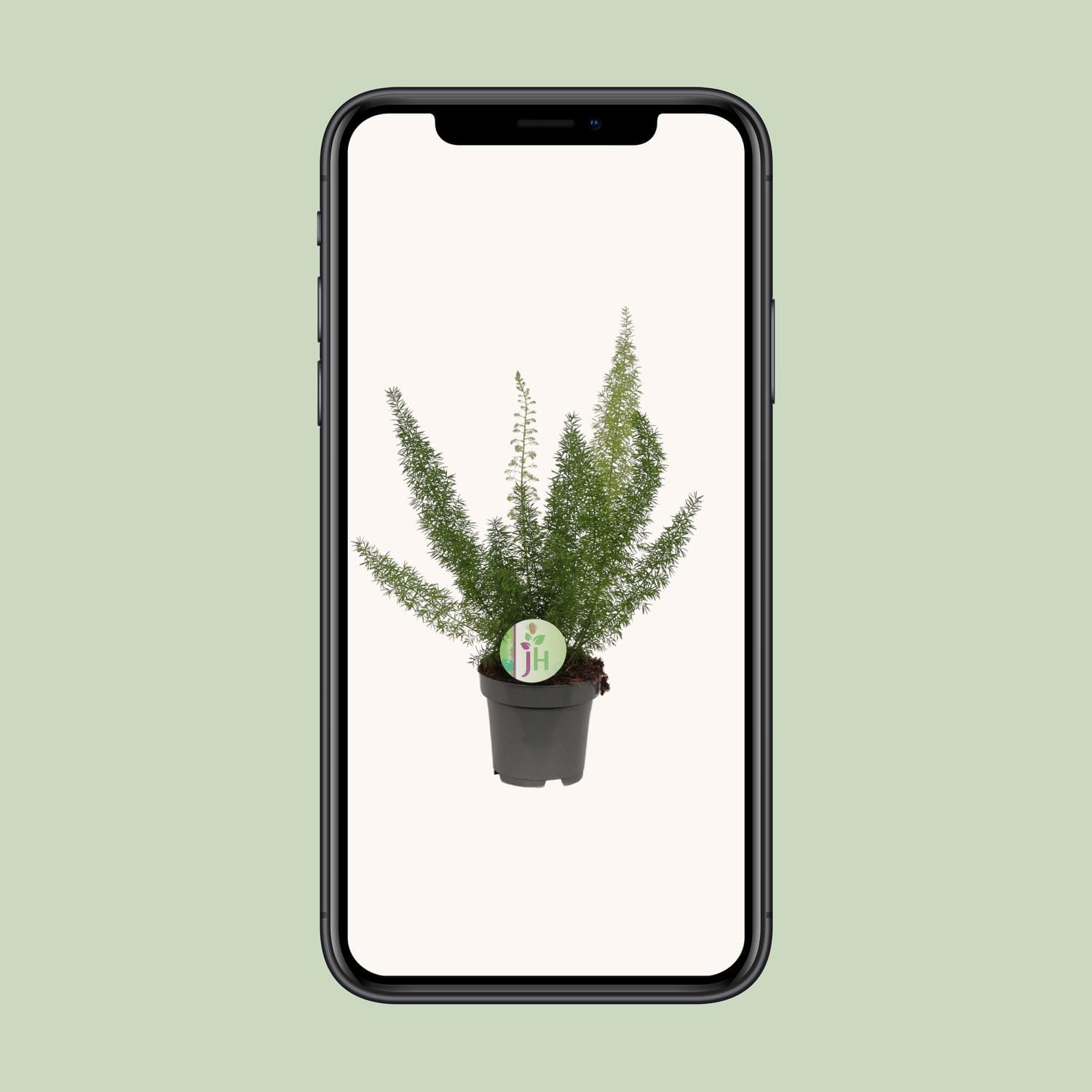 Asparagus Meyeri - Ø12Cm - ↕35Cm - Afbeelding 4