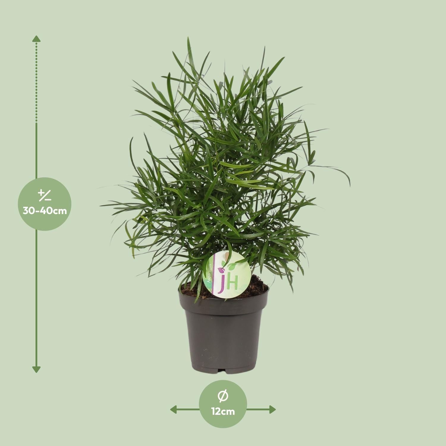 Asparagus Falcatus - Ø12Cm - ↕30Cm - Afbeelding 2