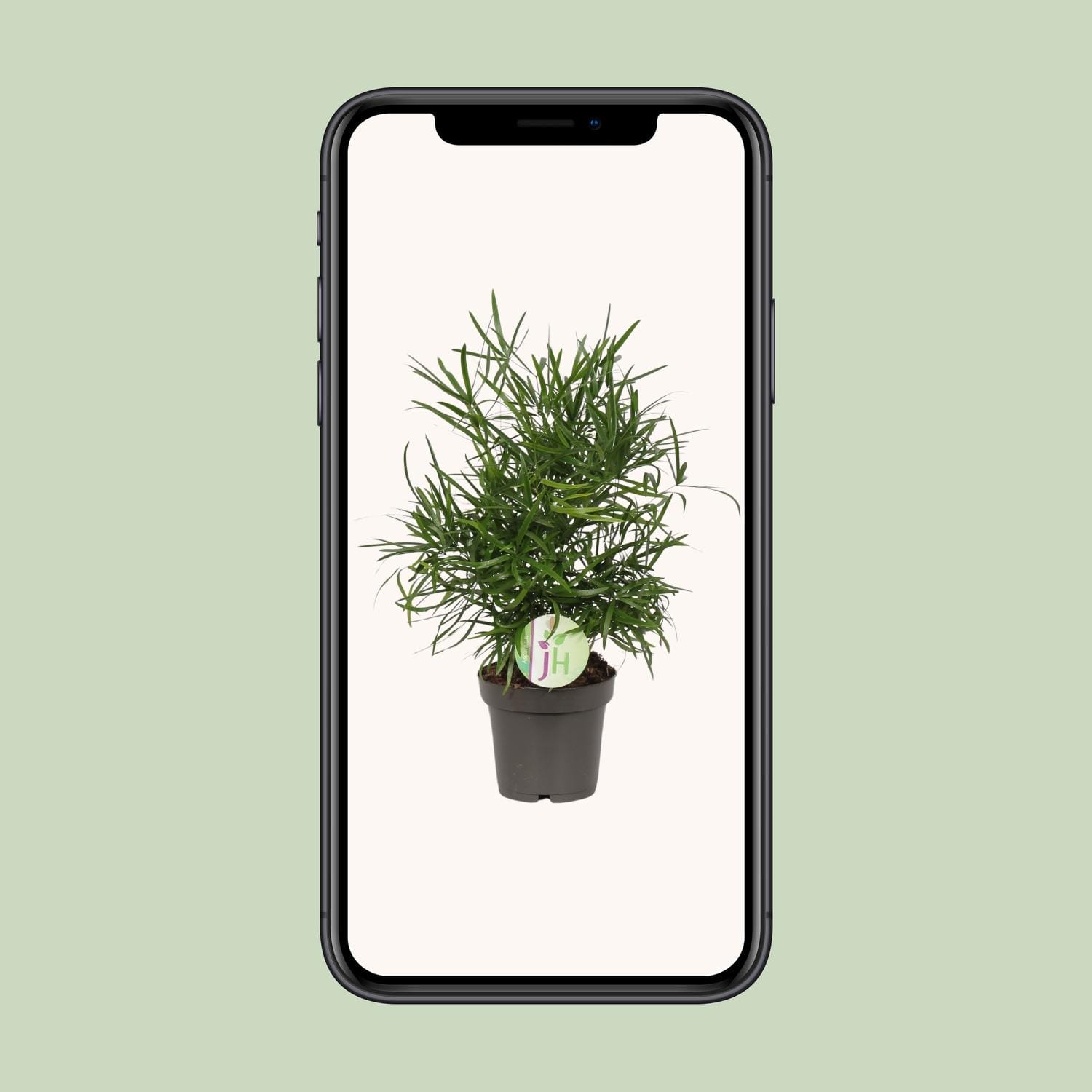 Asparagus Falcatus - Ø12Cm - ↕30Cm - Afbeelding 4