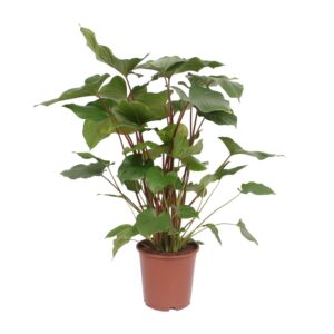 Homalomena Rubescens 'Maggy' – groene kamerplant met rode bladnerven – ±24 cm
