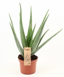 Aloe Vera - Ø19Cm - ↕70Cm
