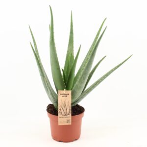 Aloe Vera – vetplant die weinig water nodig heeft – ±19 cm