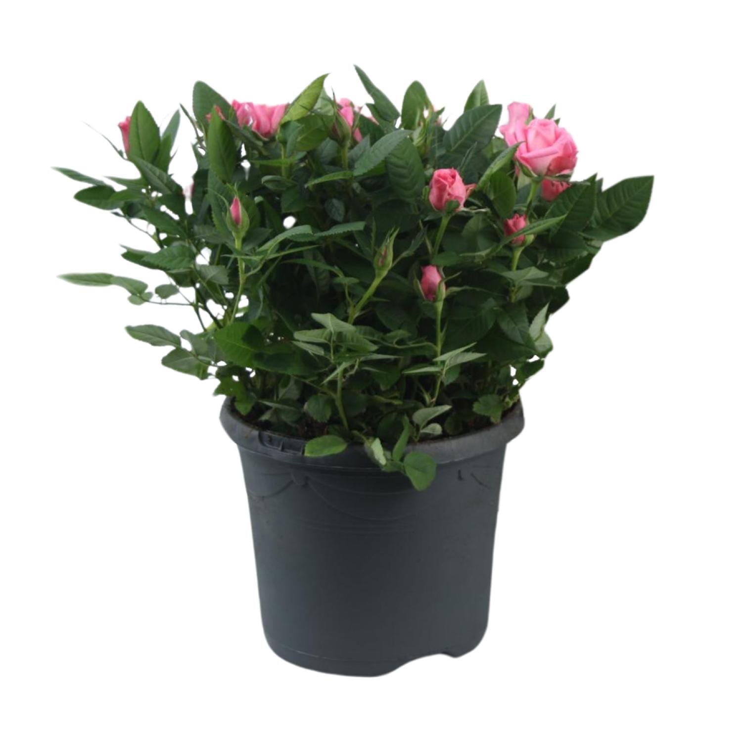 Rosa Jewel Patio Sparkling - Ø17Cm - ↕30Cm