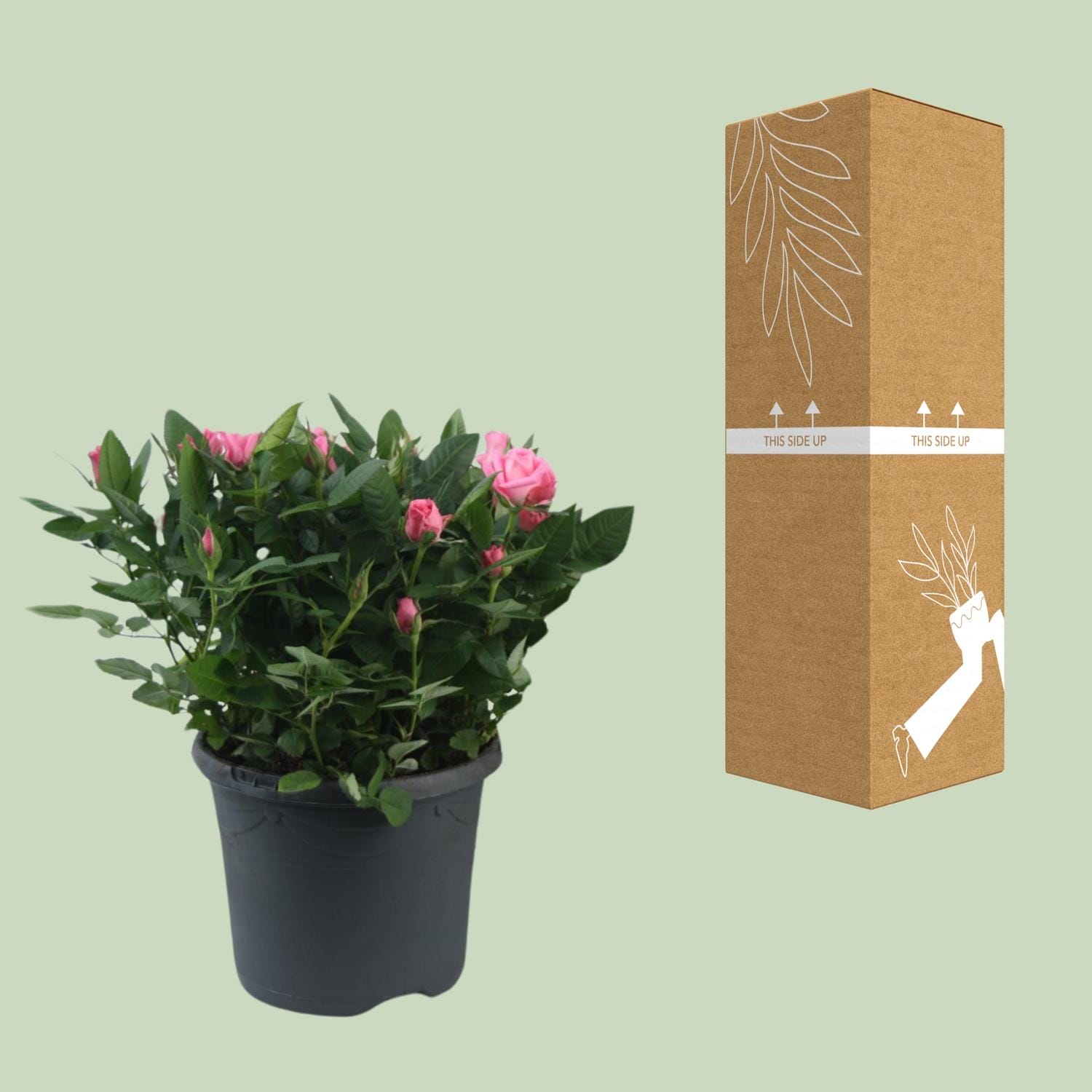 Rosa Jewel Patio Sparkling - Ø17Cm - ↕30Cm - Afbeelding 3