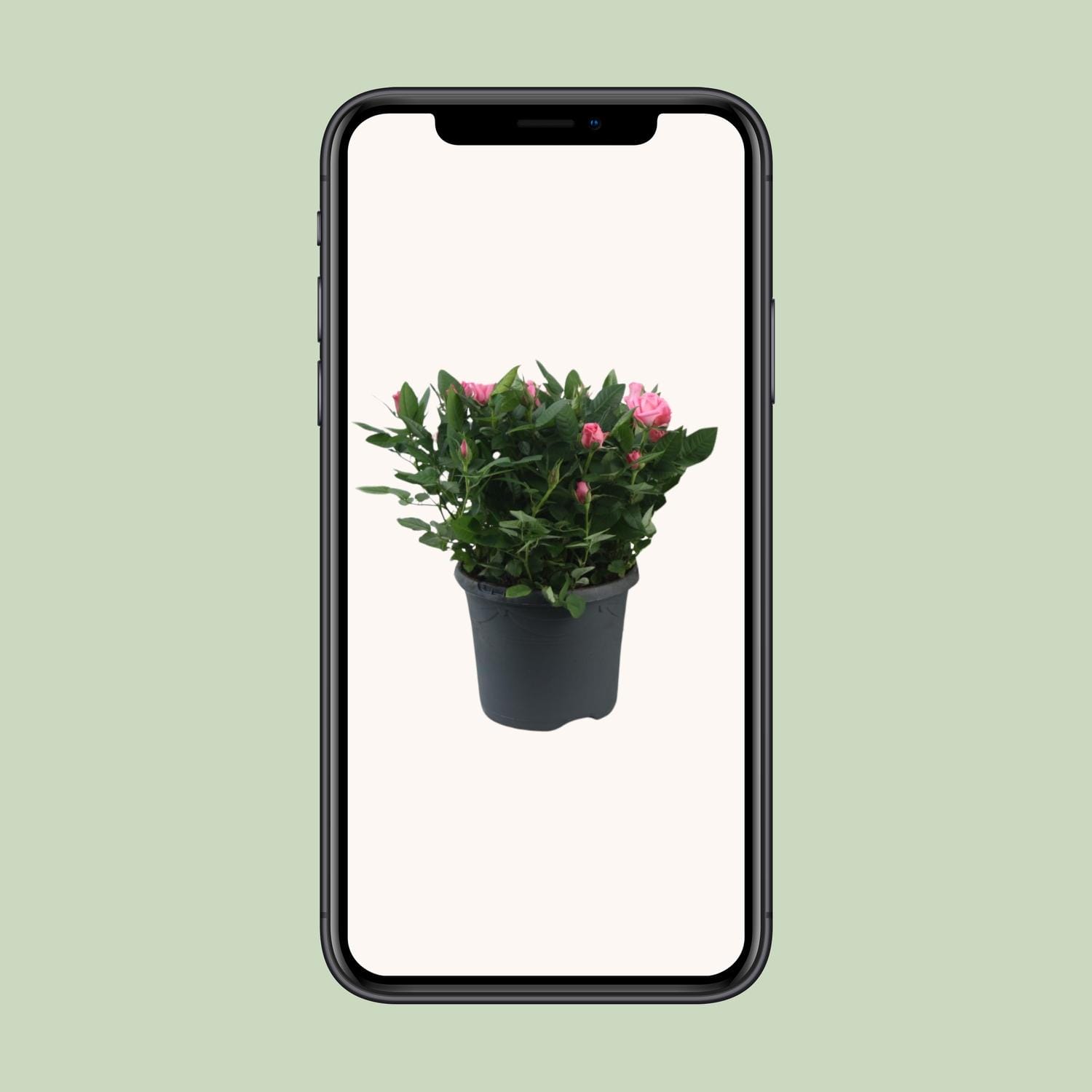 Rosa Jewel Patio Sparkling - Ø17Cm - ↕30Cm - Afbeelding 4